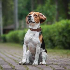 Photo of a beagle.